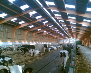 RACLEUR A CHAINE - ABSIE - 22